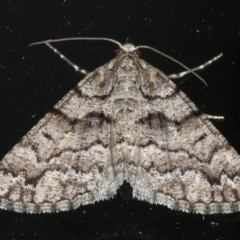 Lipogya exprimataria (Jagged Bark Moth) at Ainslie, ACT - 5 Feb 2020 by jb2602