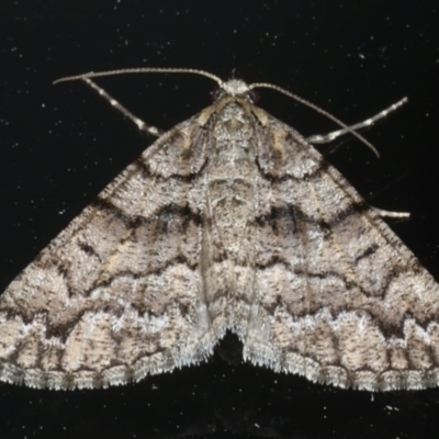 Lipogya exprimataria (Jagged Bark Moth) at Ainslie, ACT - 5 Feb 2020 by jbromilow50