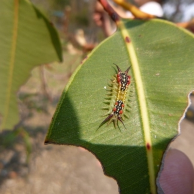 Doratifera quadriguttata (Four-spotted Cup Moth) at Tathra Public School - 5 Feb 2020 by TathraPreschool