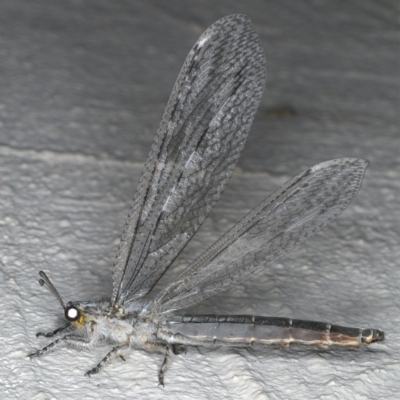 Heoclisis fundata (Antlion lacewing) at Ainslie, ACT - 5 Feb 2020 by jbromilow50