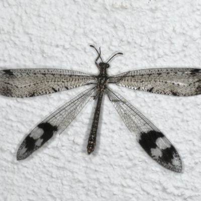 Glenoleon pulchellus (Antlion lacewing) at Ainslie, ACT - 5 Feb 2020 by jbromilow50