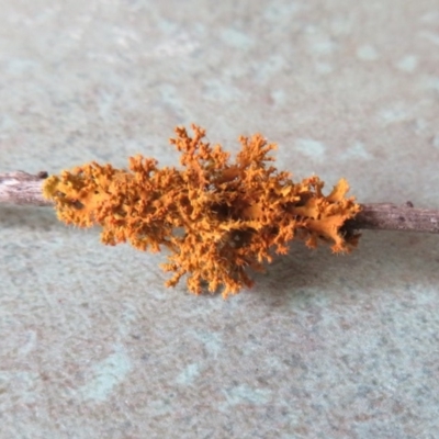 Teloschistes sp. (genus) (A lichen) at Flynn, ACT - 6 Feb 2020 by Christine