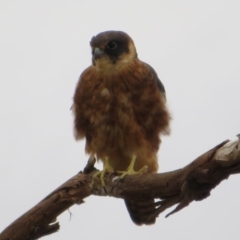 Falco longipennis (Australian Hobby) at Dunlop, ACT - 6 Feb 2020 by Christine