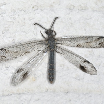 Dendroleon sp. (genus) (An Antlion Lacewing) at Ainslie, ACT - 5 Feb 2020 by jbromilow50