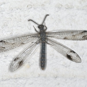Dendroleon sp. (genus) at Ainslie, ACT - 5 Feb 2020