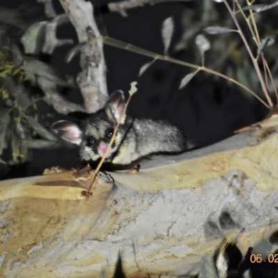 Trichosurus vulpecula (Common Brushtail Possum) at Weston, ACT - 6 Feb 2020 by AliceH