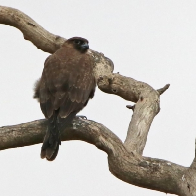 Falco subniger (Black Falcon) at Jerrabomberra, ACT - 6 Feb 2020 by RodDeb
