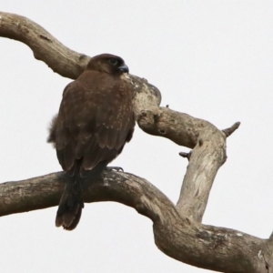 Falco subniger at Jerrabomberra, ACT - 6 Feb 2020 11:23 AM