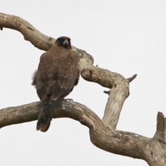 Falco subniger at Jerrabomberra, ACT - 6 Feb 2020 11:23 AM