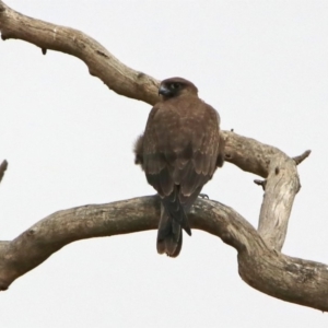 Falco subniger at Jerrabomberra, ACT - 6 Feb 2020 11:23 AM