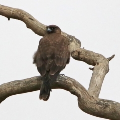 Falco subniger at Jerrabomberra, ACT - 6 Feb 2020 11:23 AM