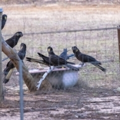 Zanda funerea (Yellow-tailed Black-Cockatoo) at Wingecarribee Local Government Area - 21 Jan 2020 by Aussiegall