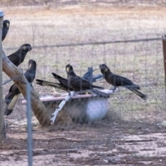Zanda funerea (Yellow-tailed Black-Cockatoo) at Penrose, NSW - 21 Jan 2020 by Aussiegall