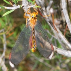 Nymphes myrmeleonoides (Blue eyes lacewing) at Kosciuszko National Park - 3 Feb 2020 by Harrisi