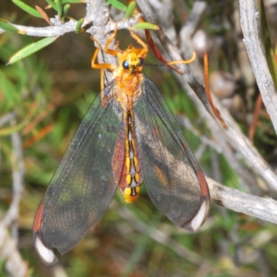 Nymphes myrmeleonoides (Blue eyes lacewing) at Kosciuszko National Park, NSW - 3 Feb 2020 by Harrisi