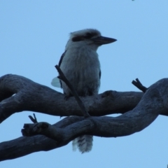 Dacelo novaeguineae (Laughing Kookaburra) at Pine Island to Point Hut - 6 Feb 2020 by michaelb