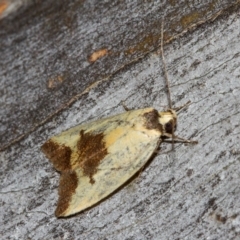 Ageletha hemiteles (Webbing Moth (Wingia group)) at Hackett, ACT - 11 Dec 2017 by Thommo17