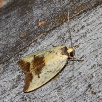 Ageletha hemiteles (Webbing Moth (Wingia group)) at Hackett, ACT - 11 Dec 2017 by Thommo17