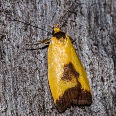 Ageletha hemiteles (Webbing Moth) at Black Mountain - 9 Nov 2017 by Thommo17
