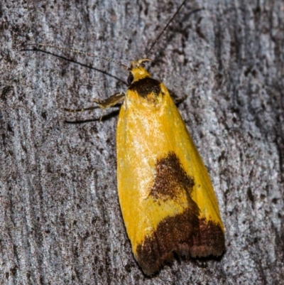 Ageletha hemiteles (Webbing Moth (Wingia group)) at Hackett, ACT - 9 Nov 2017 by Thommo17
