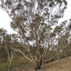 Eucalyptus melliodora (Yellow Box) at Tennent, ACT - 15 Dec 2019 by MichaelBedingfield