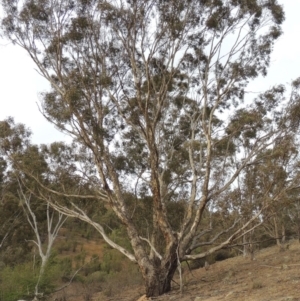 Eucalyptus melliodora at Gigerline Nature Reserve - 15 Dec 2019