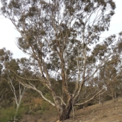 Eucalyptus melliodora (Yellow Box) at Tennent, ACT - 15 Dec 2019 by michaelb