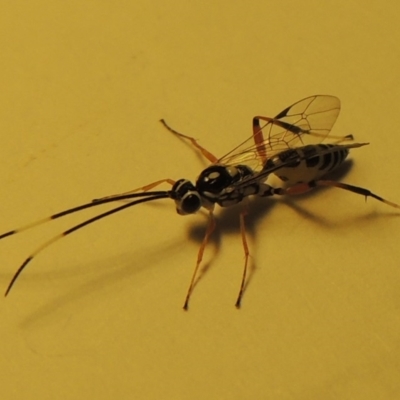 Ichneumonidae (family) (Unidentified ichneumon wasp) at Pollinator-friendly garden Conder - 18 Dec 2019 by michaelb
