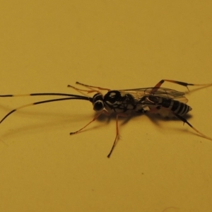 Ichneumonidae (family) at Conder, ACT - 18 Dec 2019 06:09 PM