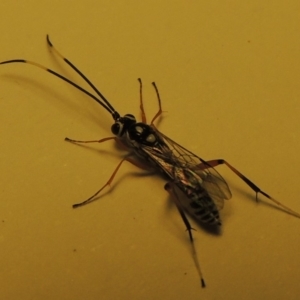 Ichneumonidae (family) at Conder, ACT - 18 Dec 2019 06:09 PM