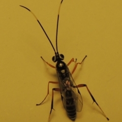 Ichneumonidae (family) at Conder, ACT - 18 Dec 2019 06:09 PM