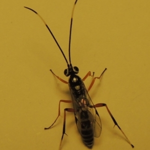 Ichneumonidae (family) at Conder, ACT - 18 Dec 2019