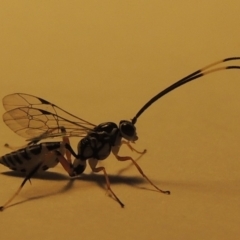 Ichneumonidae (family) at Conder, ACT - 18 Dec 2019