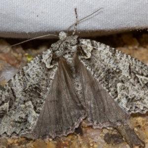 Chlenias ochrocrana at Paddys River, ACT - 18 May 2018