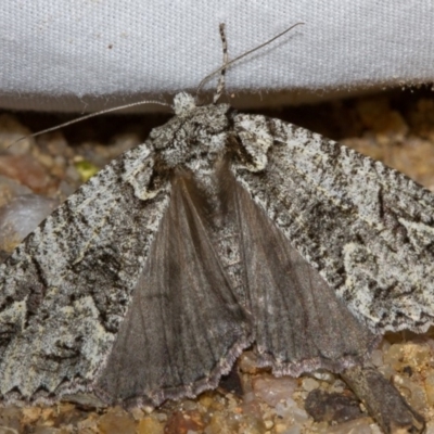 Chlenias ochrocrana (White-point Crest-moth) at Paddys River, ACT - 18 May 2018 by Thommo17