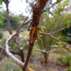 Monophlebulus sp. (genus) (Giant Snowball Mealybug) at Tathra Public School - 7 Feb 2020 by TathraPreschool