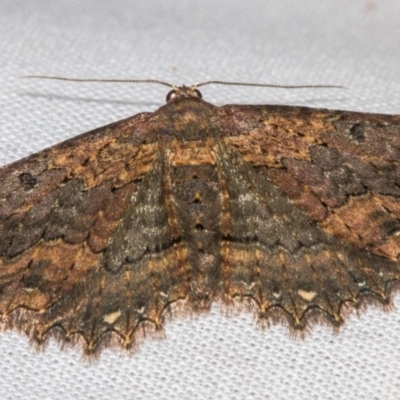 Eccymatoge fulvida (A geometer moth) at Paddys River, ACT - 18 May 2018 by Thommo17