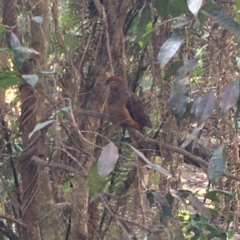 Macropygia phasianella (Brown Cuckoo-dove) at North Nowra - Mahogany Creek Bushcare - 5 Feb 2020 by Megan123