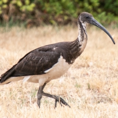 Threskiornis spinicollis (Straw-necked Ibis) at Chapman, ACT - 7 Feb 2020 by SWishart