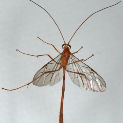 Enicospilus insularis (An Ophionine Wasp) at Ainslie, ACT - 5 Feb 2020 by jb2602