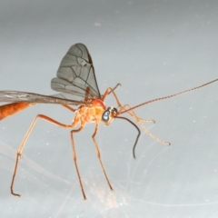 Enicospilus insularis at Ainslie, ACT - 5 Feb 2020