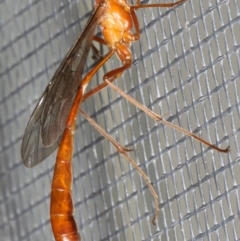 Enicospilus insularis at Ainslie, ACT - 5 Feb 2020 09:57 PM