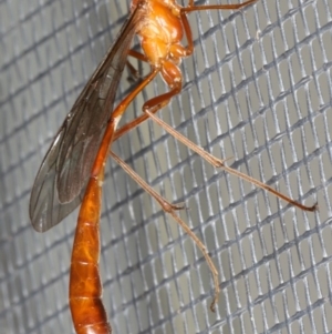 Enicospilus insularis at Ainslie, ACT - 5 Feb 2020 09:57 PM