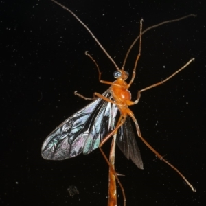 Enicospilus insularis at Ainslie, ACT - 5 Feb 2020