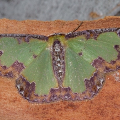 Eucyclodes buprestaria (Bordered Emerald) at Black Mountain - 11 Dec 2017 by Thommo17