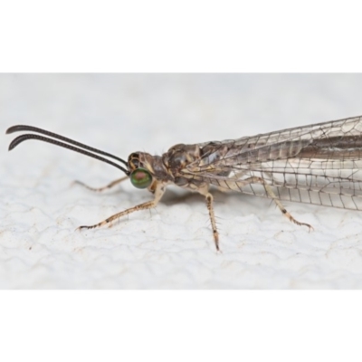 Myrmeleontidae (family) (Unidentified Antlion Lacewing) at Ainslie, ACT - 3 Feb 2020 by kdm