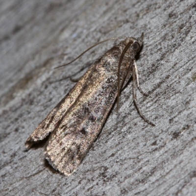 Lasiosticha opimella (A Pyralid moth) at Hackett, ACT - 11 Dec 2017 by Thommo17