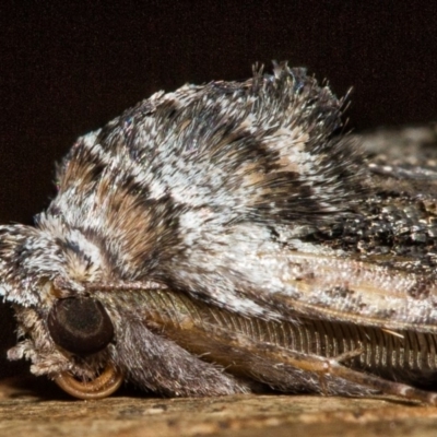 Nisista notodontaria (Annulus Crest-moth) at Tidbinbilla Nature Reserve - 18 May 2018 by Thommo17