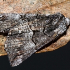 Nisista notodontaria (Annulus Crest-moth) at Paddys River, ACT - 18 May 2018 by Thommo17