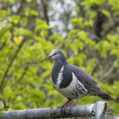 Leucosarcia melanoleuca (Wonga Pigeon) at Penrose - 7 Feb 2020 by Aussiegall